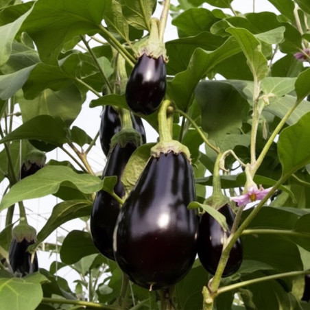 Berenjena Bartok 1000 Semillas Variedad Morado Invernadero Hortalizas Enza Zaden agp-Berenjena Bartok 1000 Semillas Variedad Mor