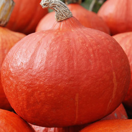  Zapallo Orange Summer 1000 Semillas Hibrido F1 Hortalizas Calabaza Hokkaido Naranja 1247.999978 Zapallo Orange Summer 1000 Semi