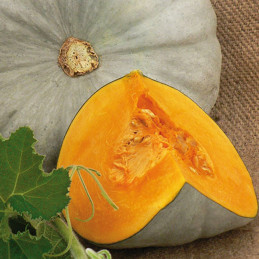  Zapallo Sampson 1000 Semillas Hibrido F1 Hortalizas Calabaza Enza Zaden 1320.000038 Zapallo Sampson 1000 Semillas Hibrido F1 Ho