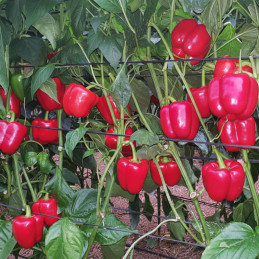  Pimiento Vanadio 1000 Semillas F1 Hibrido Indeterminado Blocky Rojo Invernadero enza Zaden 3479.99995 Pimiento Vanadio 1000 Sem