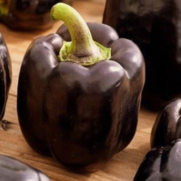  Pimiento Mavras 1000 Semillas F1 Hibrido Indeterminado Blocky Purpura Brillante Invernadero Enza Zaden 485.999992 Pimiento Mavr
