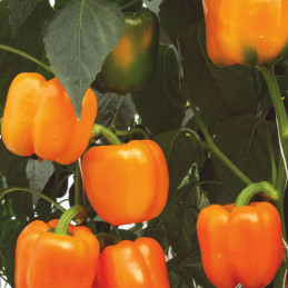  Pimiento Navel 1000 Semillas F1 Hibrido Indeterminado California Naranja Invernadero Enza Zaden 3248.000032 Pimiento Navel 1000