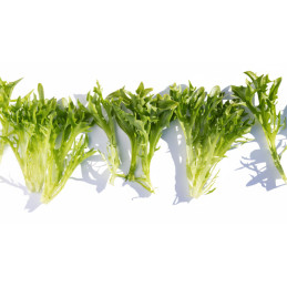 Lechuga Skilton 5000 Semillas Eazyleaf Verde Espinoso Enza Zaden agp-Lechuga Skilton 5000 Semillas Eazyleaf Verde Espinoso Enza 