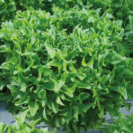  Lechuga Skilton 5000 Semillas Eazyleaf Verde Espinoso Enza Zaden 494.000038 Lechuga Skilton 5000 Semillas Eazyleaf Verde Espino