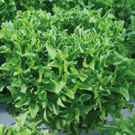 Lechuga Skilton 5000 Semillas Eazyleaf Verde Espinoso Enza Zaden agp-Lechuga Skilton 5000 Semillas Eazyleaf Verde Espinoso Enza 
