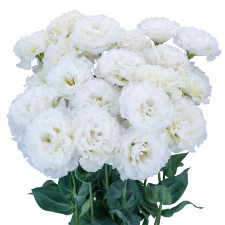 Lisianto 100 Semillas Eustoma grandiflorum Lisianthus Celeb 2 Snow PLT Flor Corte Incaforest-Lisianto 100 Semillas Eustoma grand