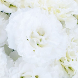 Lisianto 100 Semillas Eustoma grandiflorum Lisianthus Celeb 2 Snow PLT Flor Corte Incaforest-Lisianto 100 Semillas Eustoma grand
