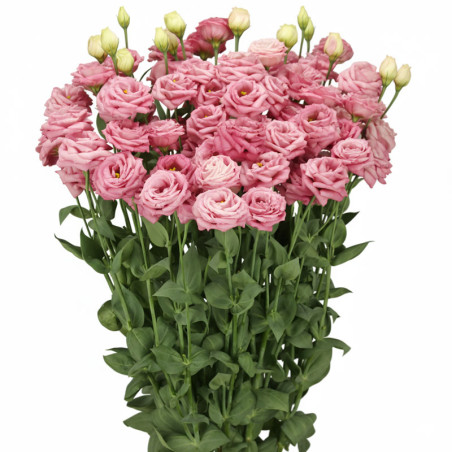Lisianto 100 Semillas Eustoma grandiflorum Lisianthus Arosa 3 Pink Deep PLT Flor Corte Incaforest-Lisianto 100 Semillas Eustoma 