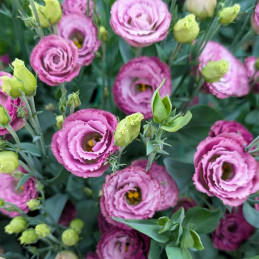 Lisianto 100 Semillas Eustoma grandiflorum Lisianthus Arosa 3 Wine Flash PLT Flor Corte Incaforest-Lisianto 100 Semillas Eustoma