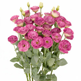  Lisianto 100 Semillas Eustoma grandiflorum Lisianthus Arosa 3 Wine Flash PLT Flor Corte 36.00003 Lisianto 100 Semillas Eustoma 