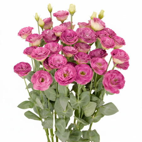 Lisianto 100 Semillas Eustoma grandiflorum Lisianthus Arosa 3 Wine Flash PLT Flor Corte Incaforest-Lisianto 100 Semillas Eustoma