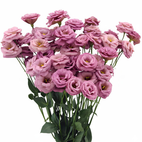 Lisianto 1000 Semillas Eustoma grandiflorum Lisianthus Arosa 2 Wine Flor Corte Incaforest-Lisianto 1000 Semillas Eustoma grandif