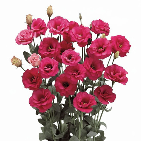Lisianto 1000 Semillas Eustoma grandiflorum Lisianthus Arena 3 Red PLT Flor Corte Incaforest-Lisianto 1000 Semillas Eustoma gran