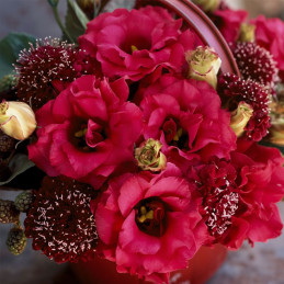Lisianto 1000 Semillas Eustoma grandiflorum Lisianthus Arena 3 Red PLT Flor Corte Incaforest-Lisianto 1000 Semillas Eustoma gran