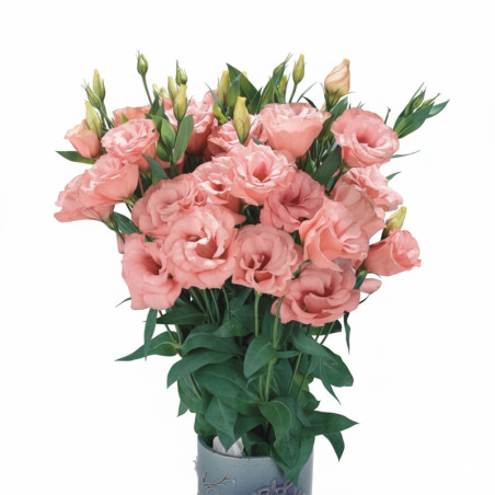 Lisianto 1000 Semillas Eustoma grandiflorum Lisianthus Super Magic Apricot PLT Flor Corte Incaforest-Lisianto 1000 Semillas Eust