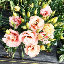 Lisianto 1000 Semillas Eustoma grandiflorum Lisianthus Super Magic Apricot PLT Flor Corte Incaforest-Lisianto 1000 Semillas Eust