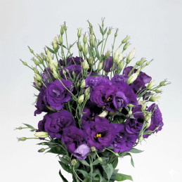 Lisianto 1000 Semillas Eustoma grandiflorum Lisianthus Super Magic Blue Deep PLT Flor Corte Incaforest-Lisianto 1000 Semillas Eu