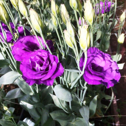 Lisianto 1000 Semillas Eustoma grandiflorum Lisianthus Super Magic Blue Deep PLT Flor Corte Incaforest-Lisianto 1000 Semillas Eu