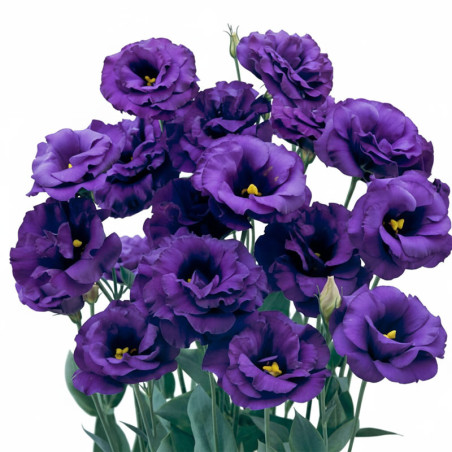 Lisianto 1000 Semillas Eustoma grandiflorum Lisianthus Super Magic Blue Deep PLT Flor Corte Incaforest-Lisianto 1000 Semillas Eu
