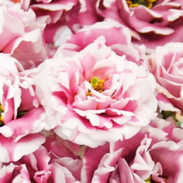 Lisianto 100 Semillas Eustoma grandiflorum Lisianthus Celeb 2 Turn Red PLT Flor Corte Incaforest-Lisianto 100 Semillas Eustoma g