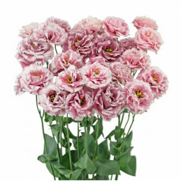  Lisianto 100 Semillas Eustoma grandiflorum Lisianthus Celeb 2 Turn Red PLT Flor Corte 36.00003 Lisianto 100 Semillas Eustoma gr