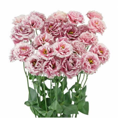 Lisianto 100 Semillas Eustoma grandiflorum Lisianthus Celeb 2 Turn Red PLT Flor Corte Incaforest-Lisianto 100 Semillas Eustoma g