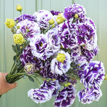 Lisianto 100 Semillas Eustoma grandiflorum Lisianthus Celeb 2 Turn Blue PLT Flor Corte Incaforest-Lisianto 100 Semillas Eustoma 