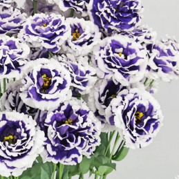 Lisianto 100 Semillas Eustoma grandiflorum Lisianthus Celeb 2 Turn Blue PLT Flor Corte Incaforest-Lisianto 100 Semillas Eustoma 