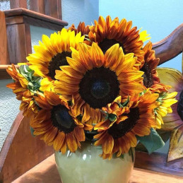 Girasol 1000 Semillas Helanthus annuus Pro Cut Bicolor DMR Flor Corte Incaforest-Girasol 1000 Semillas Helanthus annuus Pro Cut 