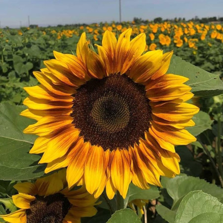 Girasol 1000 Semillas Helanthus annuus Pro Cut Bicolor DMR Flor Corte Incaforest-Girasol 1000 Semillas Helanthus annuus Pro Cut 