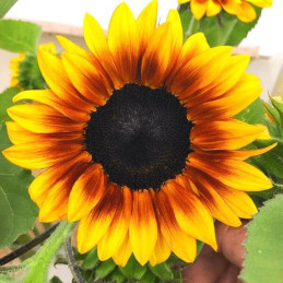 Girasol 1000 Semillas Helanthus annuus Pro Cut Bicolor DMR Flor Corte Incaforest-Girasol 1000 Semillas Helanthus annuus Pro Cut 