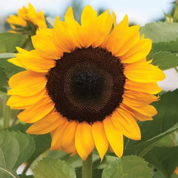 Girasol 1000 Semillas Helanthus annuus Pro Cut Orange Flor Corte 182.000014 Girasol 1000 Semillas Helanthus annuus Pro Cut Oran