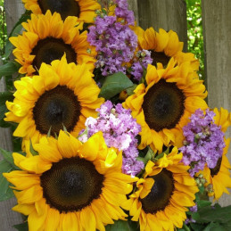 Girasol 1000 Semillas Helanthus annuus Pro Cut Orange Flor Corte Incaforest-Girasol 1000 Semillas Helanthus annuus Pro Cut Orang