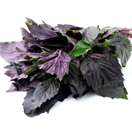 Albahaca Morada 100 Semillas Ocimum basilicum var. Purpurascens Basil Purple Ruffles Hierba Aromatica Incaforest-Albahaca Morada