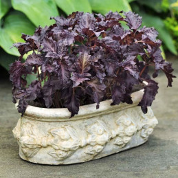 Albahaca Morada 100 Semillas Ocimum basilicum var. Purpurascens Basil Purple Ruffles Hierba Aromatica Incaforest-Albahaca Morada