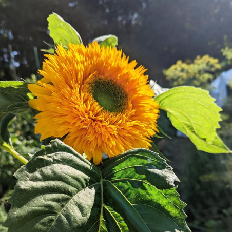 Girasol 1000 Semillas Helanthus annuus Double Quick Orange Flor Corte Incaforest-Girasol 1000 Semillas Helanthus annuus Double Q