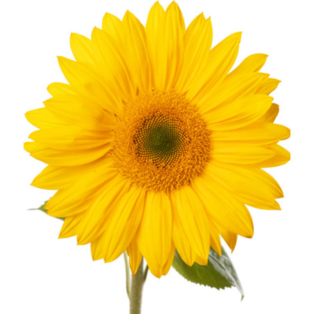 Girasol 1000 Semillas Helanthus annuus Aurora Max Flor Corte Incaforest-Girasol 1000 Semillas Helanthus annuus Aurora Max Flor C