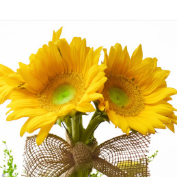 Girasol 1000 Semillas Helanthus annuus Aurora Max Flor Corte Incaforest-Girasol 1000 Semillas Helanthus annuus Aurora Max Flor C