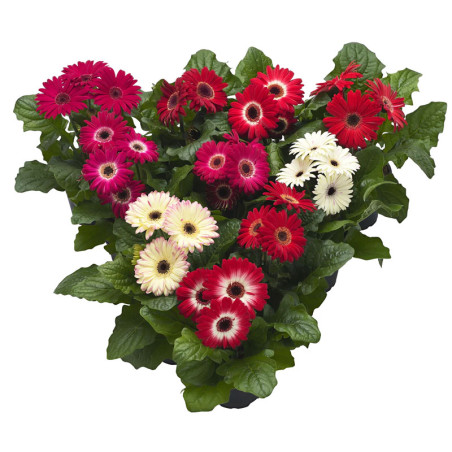 Gerbera 100 Semillas jamesonii Floriline Maxi Mix Winter Flor Maceta Incaforest-Gerbera 100 Semillas jamesonii Floriline Maxi Mi