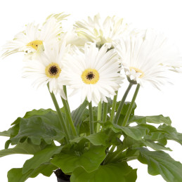 Gerbera 100 Semillas jamesonii Joybera White Dark Eye Flor Maceta 135.000024 Gerbera 100 Semillas jamesonii Joybera White Dark