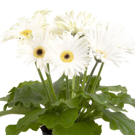 Gerbera 100 Semillas jamesonii Joybera White Dark Eye Flor Maceta Incaforest-Gerbera 100 Semillas jamesonii Joybera White Dark E
