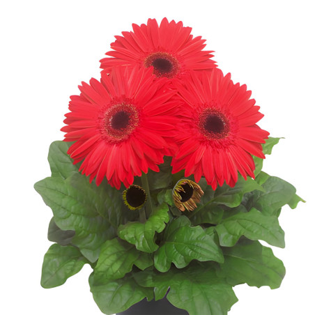 Gerbera 100 Semillas jamesonii Floriline Giants Coral Dark eye Flor Maceta Incaforest-Gerbera 100 Semillas jamesonii Floriline G