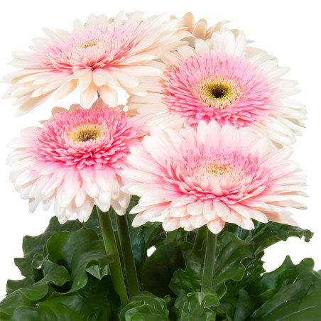 Gerbera 100 Semillas jamesonii Joybera Double Milkshake Flor Maceta Incaforest-Gerbera 100 Semillas jamesonii Joybera Double Mil