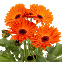 Gerbera 100 Semillas jamesonii Joybera Orange Dark Eye Flor Maceta 135.000024 Gerbera 100 Semillas jamesonii Joybera Orange Dar