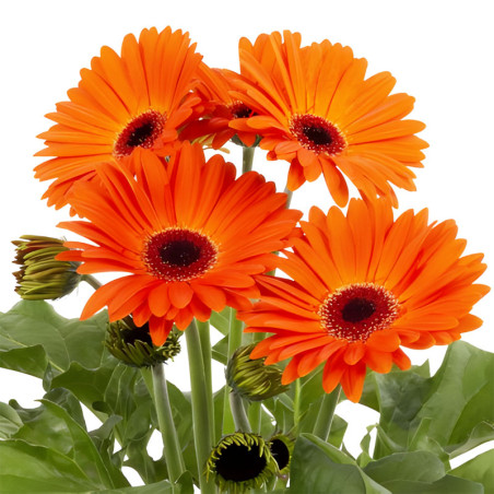 Gerbera 100 Semillas jamesonii Joybera Orange Dark Eye Flor Maceta Incaforest-Gerbera 100 Semillas jamesonii Joybera Orange Dark
