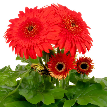Gerbera 100 Semillas jamesonii Joybera Double Scarlet Flor Maceta Incaforest-Gerbera 100 Semillas jamesonii Joybera Double Scarl