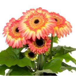 Gerbera 100 Semillas jamesonii Joybera Double Sunrise Flor Maceta 135.000024 Gerbera 100 Semillas jamesonii Joybera Double Sunr
