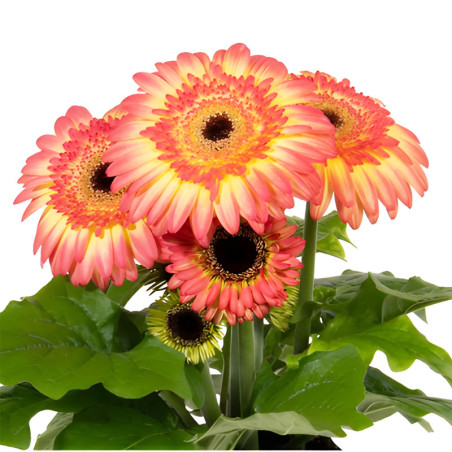 Gerbera 100 Semillas jamesonii Joybera Double Sunrise Flor Maceta Incaforest-Gerbera 100 Semillas jamesonii Joybera Double Sunri