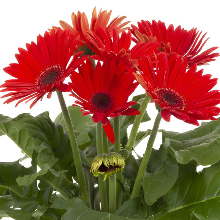 Gerbera 100 Semillas jamesonii Joybera Red Dark Eye Flor Maceta Incaforest-Gerbera 100 Semillas jamesonii Joybera Red Dark Eye F