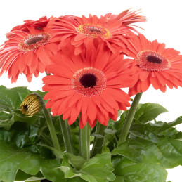 Gerbera 100 Semillas jamesonii Joybera Coral Dark Eye Flor Maceta 135.000024 Gerbera 100 Semillas jamesonii Joybera Coral Dark
